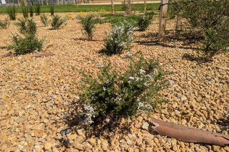 New native plants on construction site