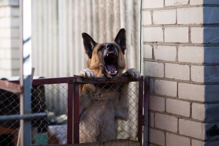 Dog barking and jumping on fence