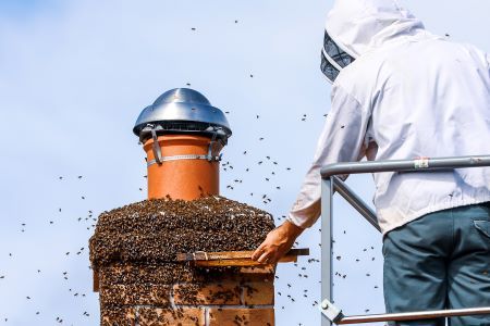 Beekeeper removing a hive from a chimney on a building