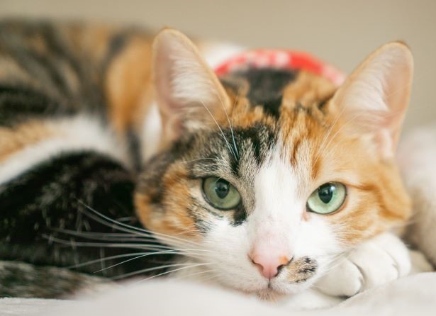 Lazy orange and black cat