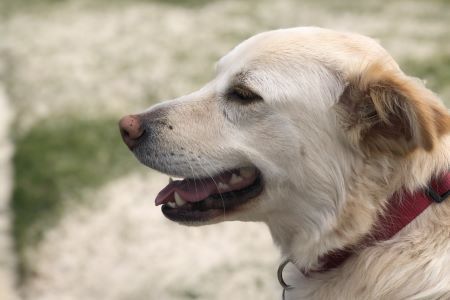 Close up of smiling dog wearing collar
