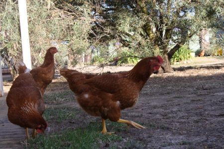 Chickens roaming in a yard