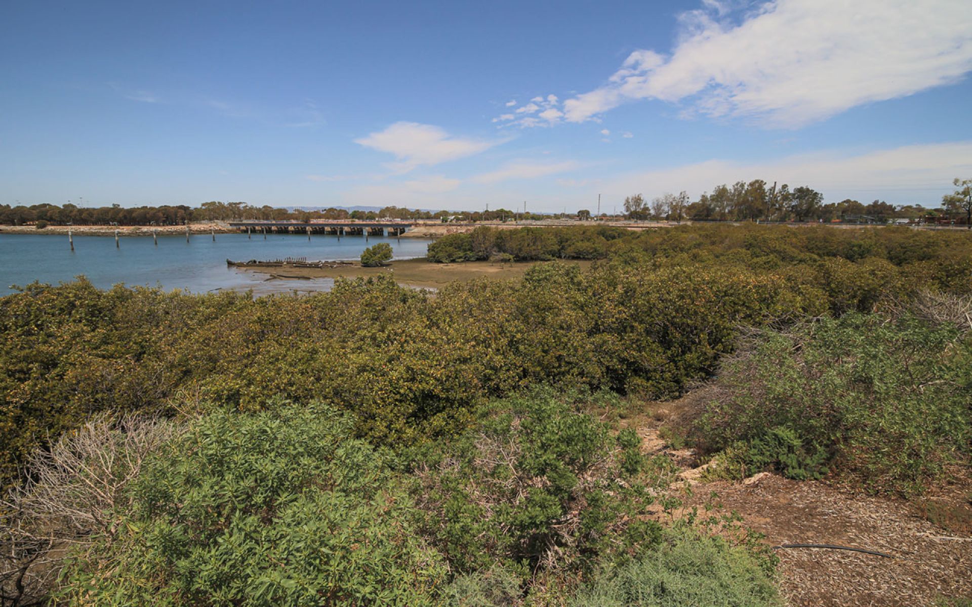 Mangrove Cove
