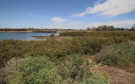 Mangrove Cove